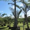 Royal Palm 