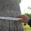 trunk royal Palm 