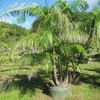 Costa Rican bamboo palm, Parlor palm