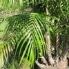 Costa Rican bamboo palm, Parlor palm