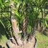 Costa Rican bamboo palm, Parlor palm