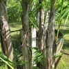 Costa Rican bamboo palm, Parlor palm