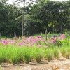 Vetiver 