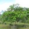 Almendro de playa