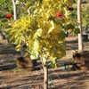 Erythrina variegata 
