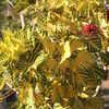 Erythrina variegata 