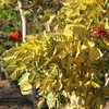 Erythrina variegata 
