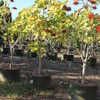 Erythrina variegata 