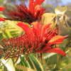 Tiger's Claw 