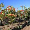 Erythrina variegata 
