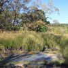 Vetiver