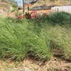 Vetiver