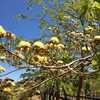Flowering Guayaquil 