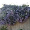 Queen's Wreath, Sandpaper or Bluebird Vine