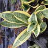 Sansevieria 