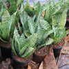 Snake Plant, 