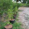 Row of Miracle Fruit