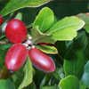 Miracle Fruit