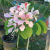 Orchid Tree