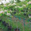 Orchid Trees 