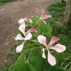 Orchid Tree, Camel's Foot