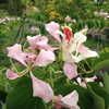 Orchid Tree, Camel's Foot