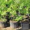 Split Leaf Philodendrum