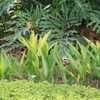 Philodendron selloum 