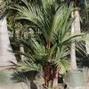 Lipstick Palm 