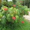 Spicy Jatropha, Peregina