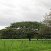 Rain Tree, cow tamarind