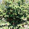 Star apple