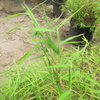 Thumb_dwarf_chinese_bamboo__pogonatherum_sp.____leaf