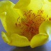 Thumb_c-vitafolium-flower1-225x300