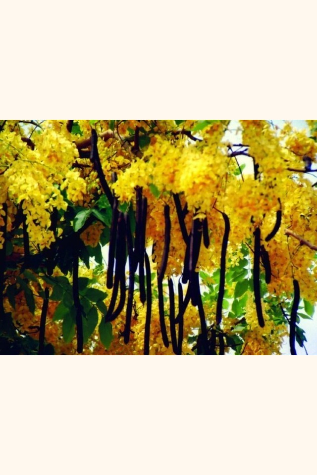 Slider_amaltas-cassia_fistula