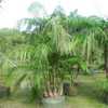 Multiplex, Bamboo Palm, Butterfly Palm, Areca Palm