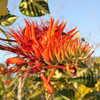 Tiger's Claw, East Indian Coral Tree,